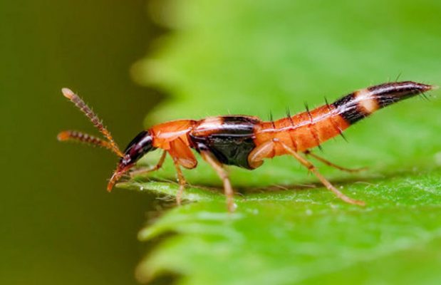 Phòng ngừa kiến ba khoang hiệu quả