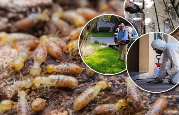 Phương pháp diệt mối hiệu quả