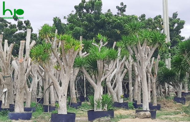 Cung cấp thi công cây xanh Đà Nẵng