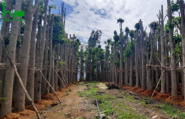 Dịch vụ cung cấp thi công cây xanh vườn tường đẹp